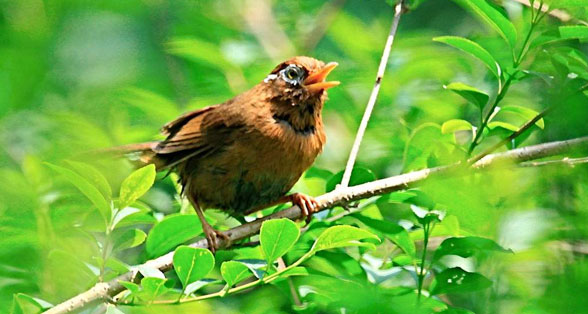 <b>Cuckoo Singing Player Natural Sounds with Motion Sensor</b>