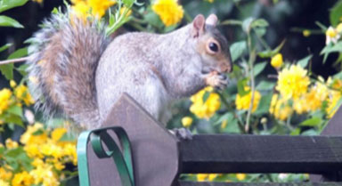 Voice prompter-an application to scare animals